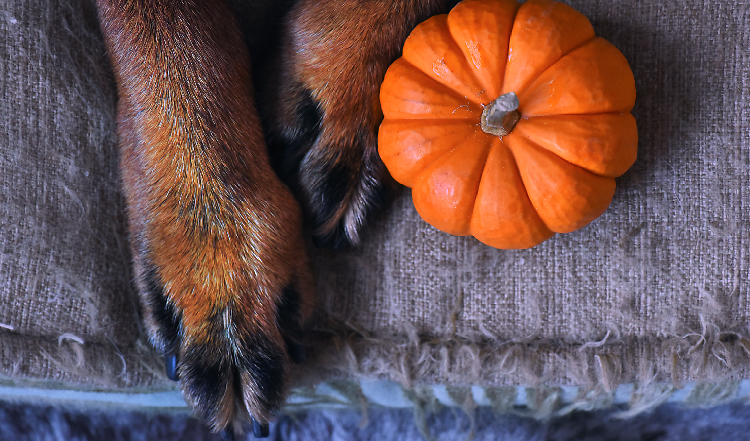 Herbst-Rezept mit Kürbis & Karotten