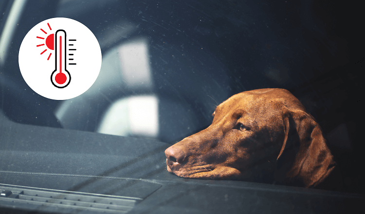 Achtung! Lasse deinen Hund im Sommer nicht alleine im Auto!