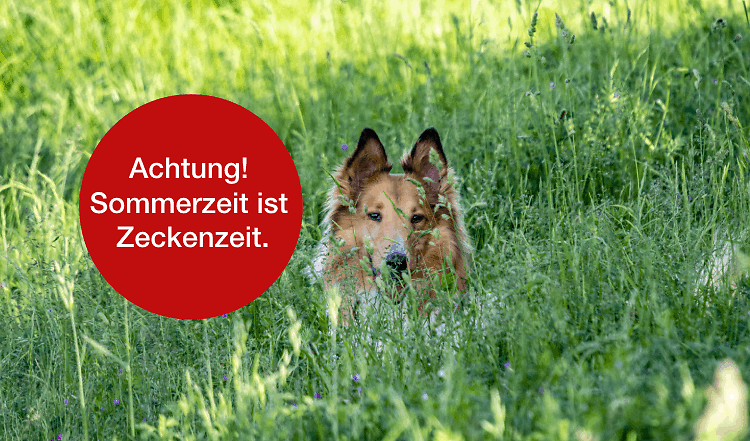 Schutz vor Zecken – so bewahrst Du Deinen Vierbeiner vor Zecken!