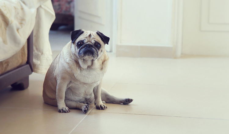 Übergewicht bei Hunden – Was kann ich tun?