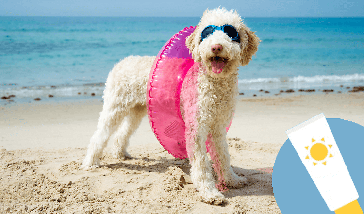 Braucht dein Hund Sonnencreme?