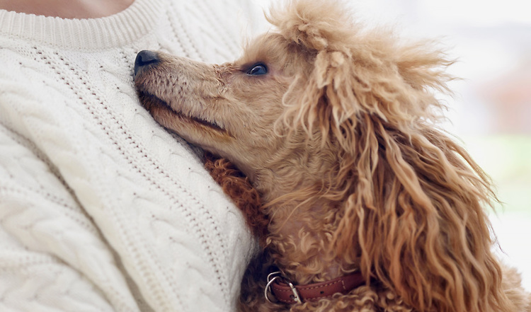 Das Coronavirus – Was Hunde- und Katzenhalter jetzt wissen müssen