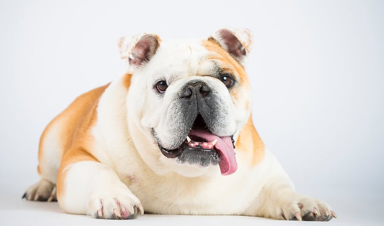 Dick, fett, adipös – Übergewicht als Hundevolkskrankheit