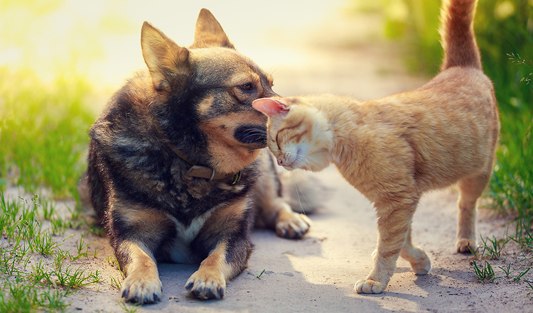 Gartenfreude Mit Hund Katze