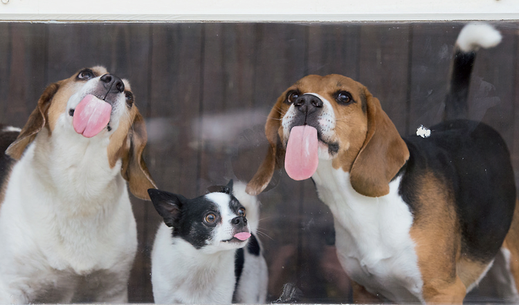 Lasst den Hunden ihre