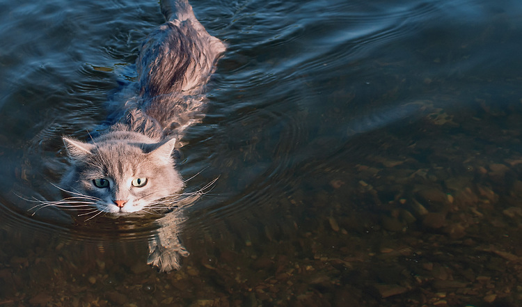 Wasserkatzen