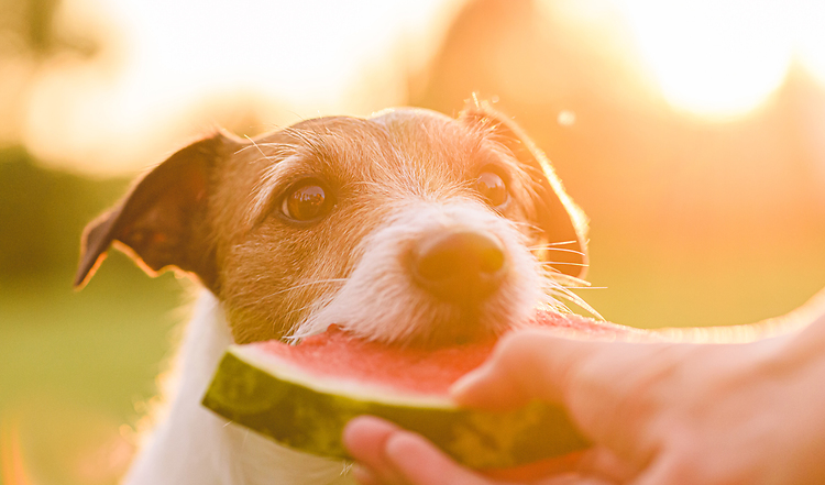 Den Hund vegan ernähren, wie gesund ist das?
