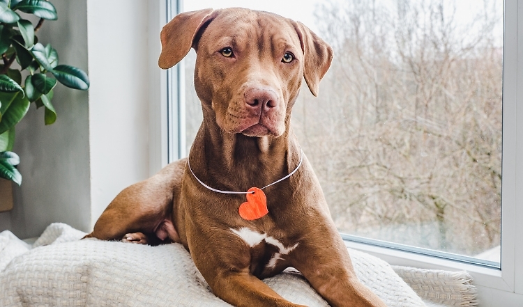 Bucketlist für den Valentinstag mit Hund