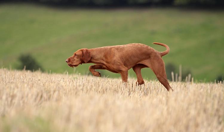 Der Vorstehhund – Gebrauchshund