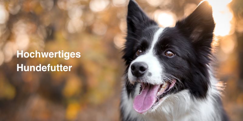 Hochwertiges Hundefutter - Tackenberg