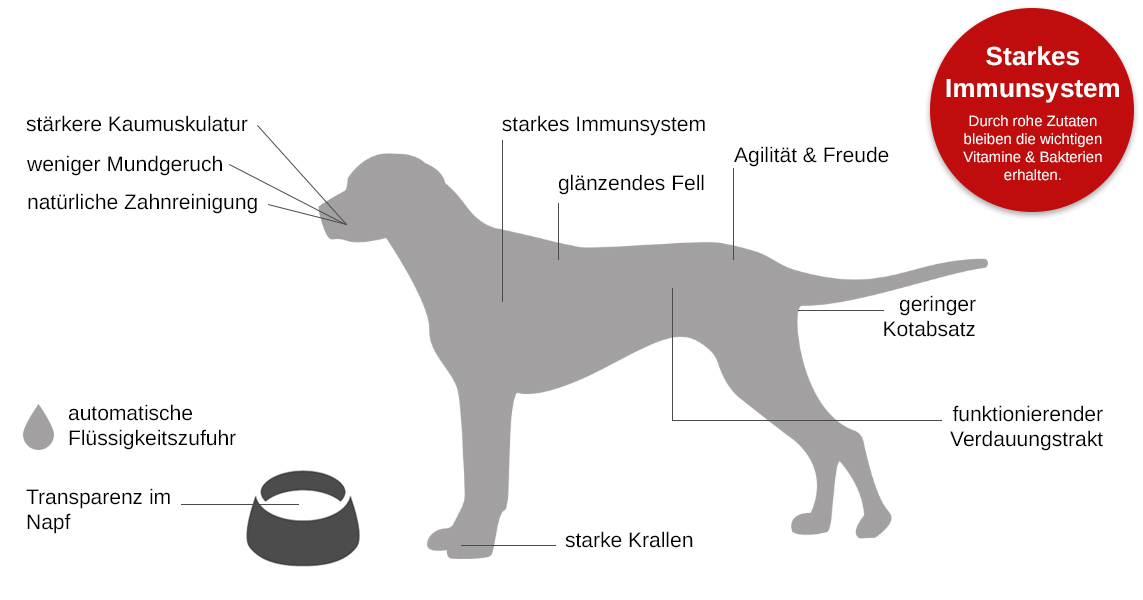 Argumente Für Einen Hund