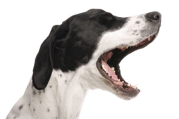 Stress-Gähnen bei Hunden: Dein hund ist verunsichert und mit der Situation überfordert.