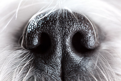 Der Geruchssinn als ausgeprägtester Sinn des Hundes