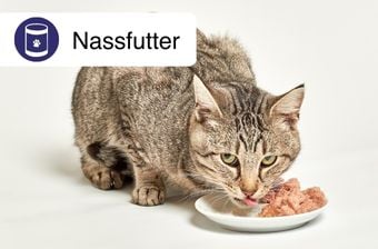 Nassfutter