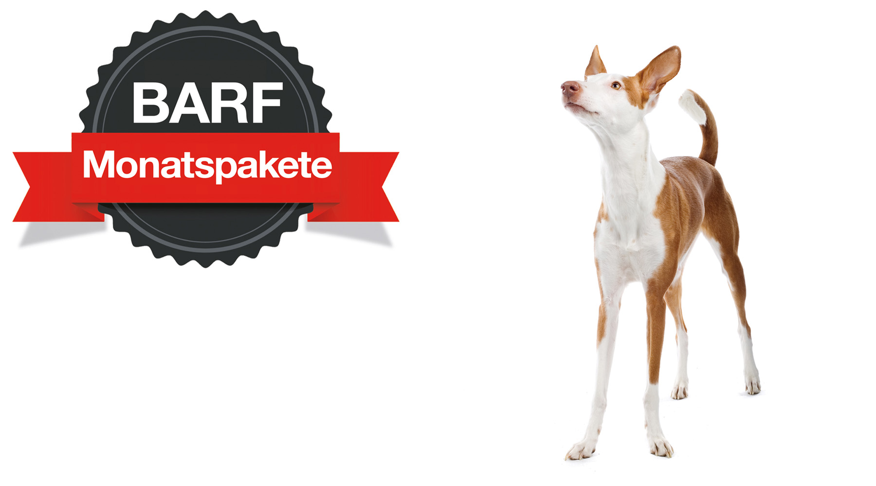 BARF Menüs mit Rindereuter für dünne Hunde kaufen TACKENBERG seit 1974