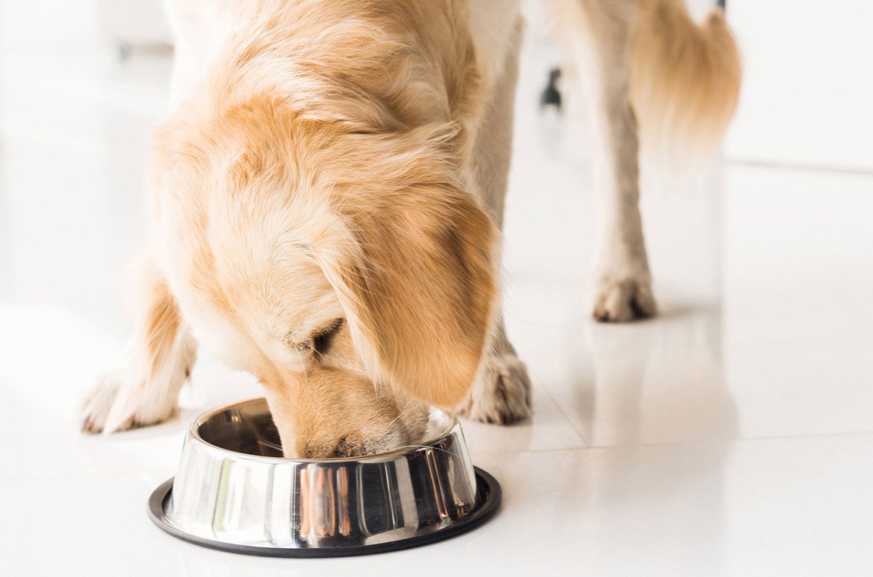 BARF Gelenkknochen vom Rind für Hunde kaufen TACKENBERG seit 1974
