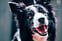 Produkt Bild Dose, Schwein pur, 6 x 800 g 5