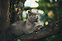 Produkt Bild Dose, BIO Lachs mit Huhn & Kresse (Katze), 6 x 200 g 6