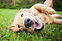 Produkt Bild Barf Starter-Set für erwachsene Hunde mit Rindergulasch 5