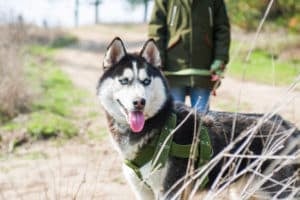 Eine Person geht mit einem Husky spazieren.