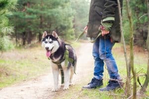 Eine Person geht mit einem Husky spazieren