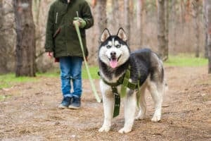 Eine Person geht mit einem Husky spazieren