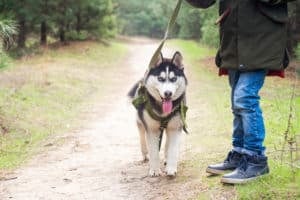 Eine Person geht mit einem Husky spazieren.