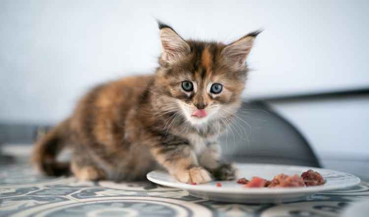 Kitten frisst frisches Fleisch
