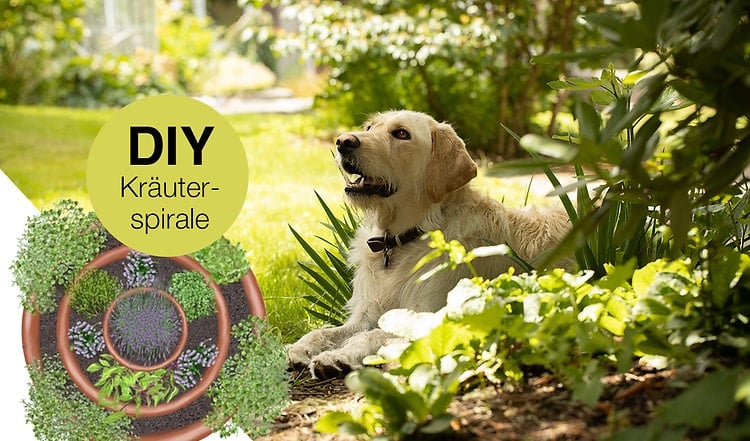 DIY Garten: Gartenkräuter für Hunde selber pflanzen. Welche Kräuter dürfen Hunde fressen?