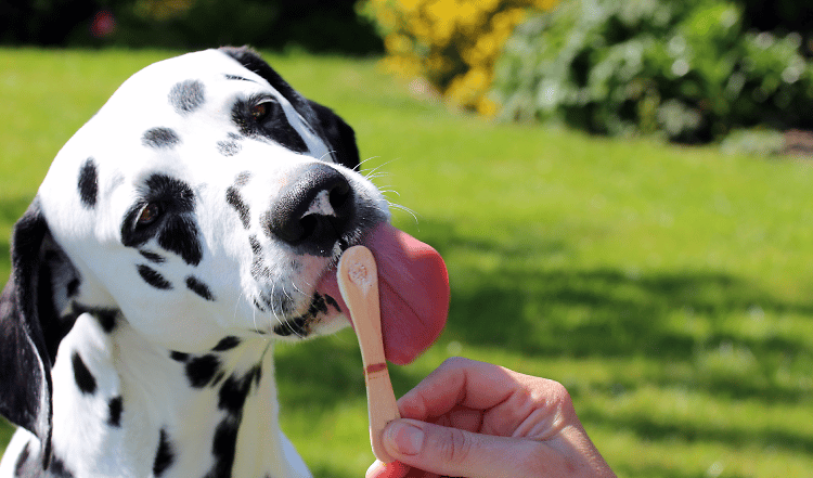 Was gibt es leckereres als kaltes Eis an heißen Sommertagen? doch dürfen Hunde überhaupt Eis? Wir haben das beste Rezept für Euch. Da läuft das Wasser im Mund zusammen...
