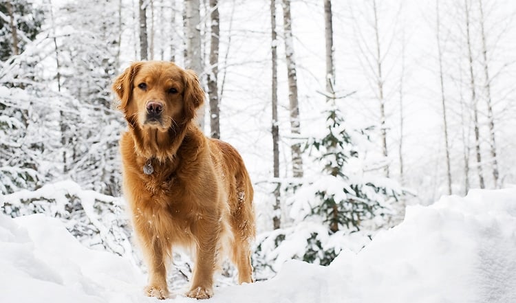 Hund & Katze haben im Winter einen erhöhten Energiebedarf