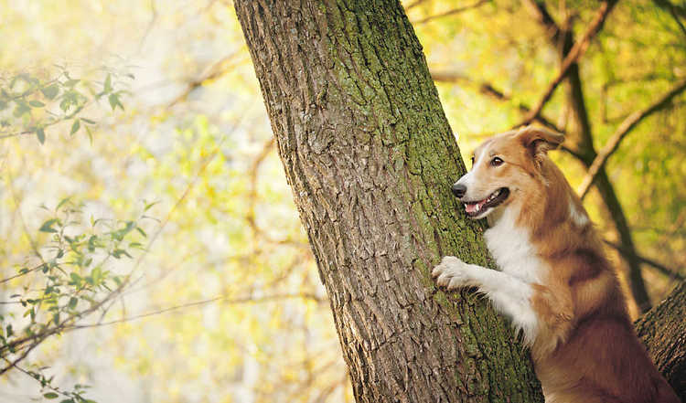 Du bist auf der Suche nach einem neuen Kommando für deinen Hund? Dann wird dir unser „Baum“ Kommando sicherlich gefallen.