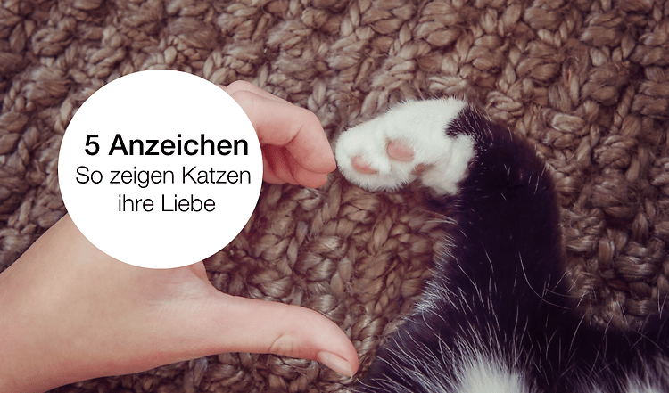 Liebt Deine Katze dich? So erkennst Du