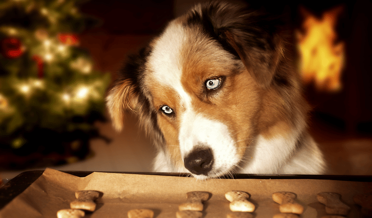 „In der Weihnachtsbäckerei gibts so manche Leckerei …“ – das trifft auch für unsere liebsten Vierbeiner zu. Ob ihr zu unseren liebevoll handgebackenen Leckereien aus dem Onlineshop greift oder selbst das Nudelholz schwingt