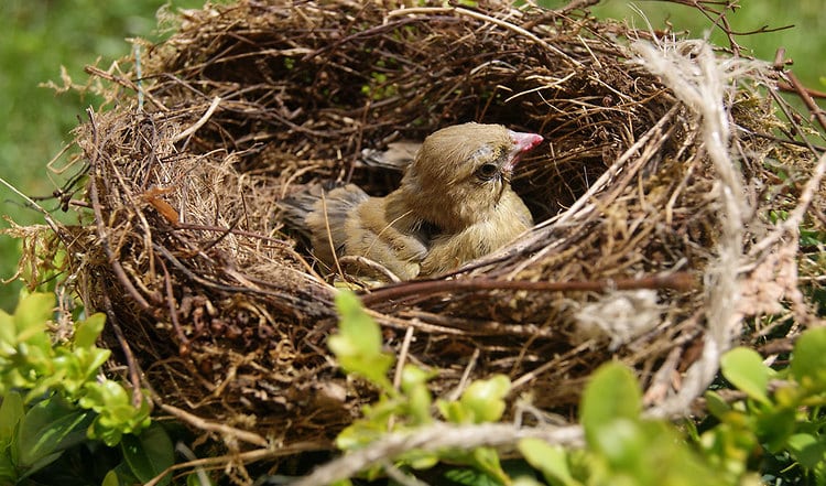 Jungtiere & Vogelnester verstecken sich ab April im hohen Gras – und sollte nicht gestört werden. Wir informieren über die Leinenpflicht für Hunde und ob auch Katzen von der Brut- & Setzzeit betroffen sind.