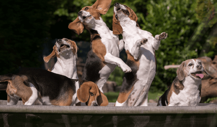 Unbändige Lebensfreude und Unternehmungslust zeichnen den fröhlichen Jagdhund aus. Auch wenn der mittelgroße Jäger gerne seinen Dickkopf auslebt