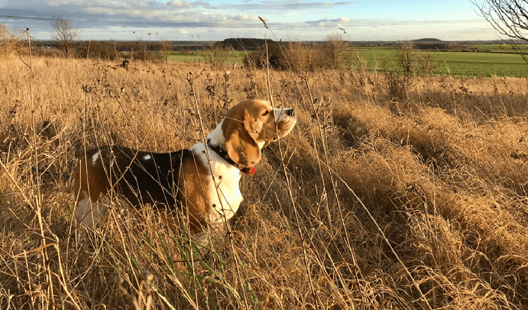 Stefan Krenzek und Yvonne Wenzel leben mit ihren beiden Kindern und ihren vier Beagles in Brandenburg kurz vor den Toren Berlins. Seit 2020 haben zwei Würfe den familiengeführten Zwinger mit Namen „Beagles von der Heidesiedlung“ verlassen. Dass alle Welpen in gute Hände kommen