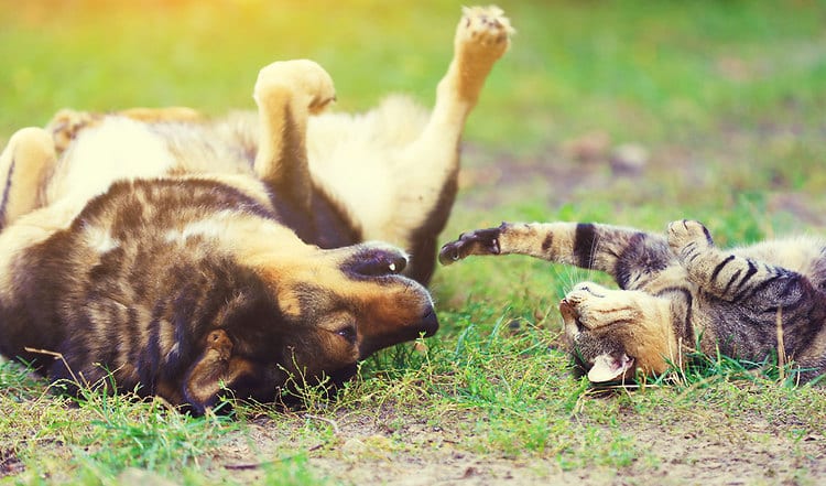 Mit den ersten Sonnenstrahlen stellt sich auch der Biorhythmus von Hund & Katze um. Warum dies Frühjahrsmüdigkeit hervorruft & wie Sie diese bekämpfen