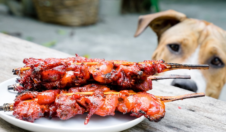 Worauf Du beim Grillen mit deinem Vierbeiner achten solltest und was er fressen darf