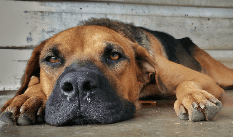 Dein Hund muss häufiger raus