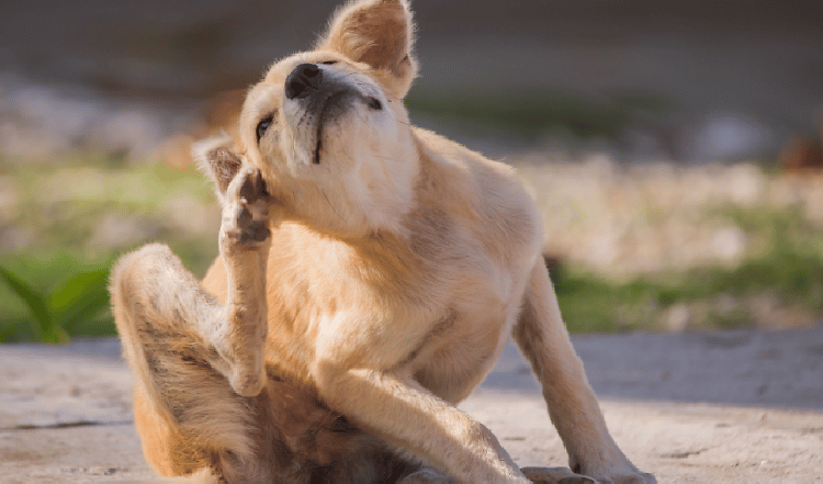 Was tun wenn mein Hund eine Allergie hat? TACKEBERG erklärt häufige Ursachen und Symptome bei Allergien für Hunde und wie BARFen dabei helfen kann.