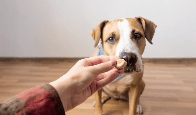 Wenn du schon immer mal Leberwurst Pralinen für deinen Vierbeiner machen wolltest