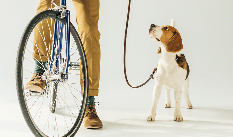 Dein Hund ist im Alltag Gefahren ausgesetzt! Selbst beim Spielen kann ein Unfall passieren. Mit der richtigen Versicherung bist Du geschützt.