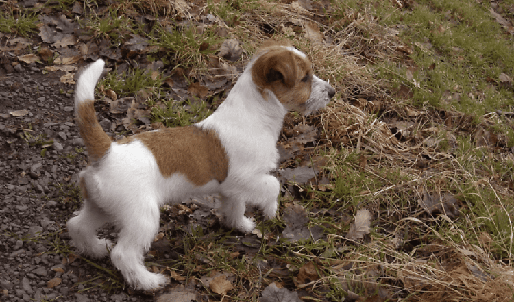 Charmanter Clown und quirliges Kerlchen – der Jack Russel Terrier hat es faustdick hinter den Ohren.