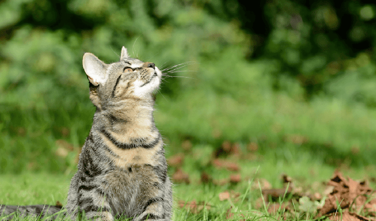 Am Sommer lieben Freigängerkatzen besonders