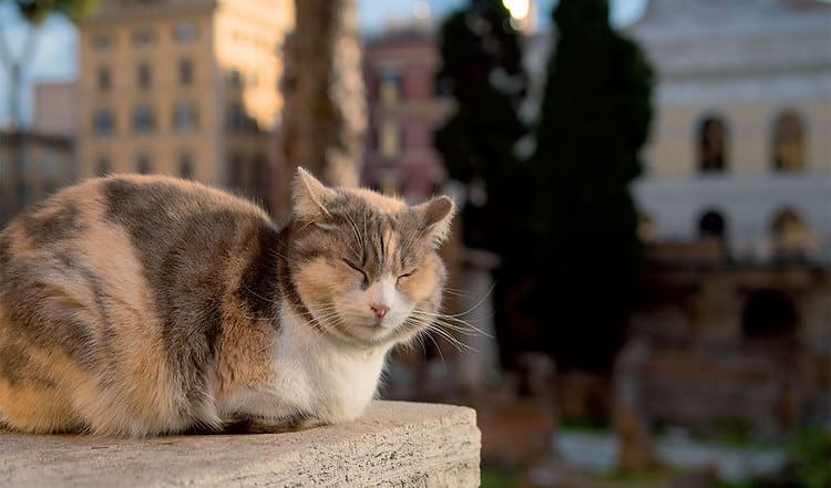 Katzen gehören einfach zu Rom! Die Katzenstadt beherbergt so viele Streuner wie kaum eine andere Metropole. Lesen Sie mehr über die besondere Beziehung von Rom zu seinen Katzen.