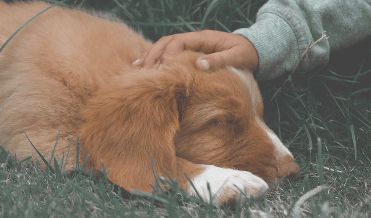 Während sich manche Hunde gerne streicheln lassen