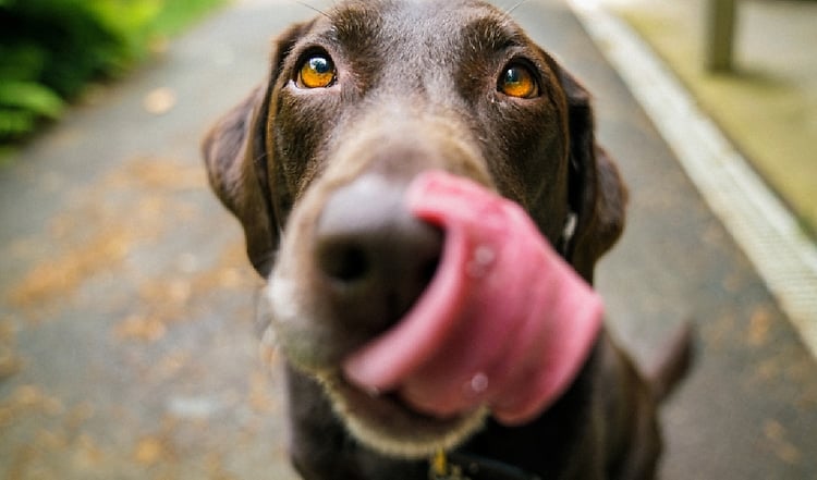 Der Geschmackssinn von Hunden und Katzen