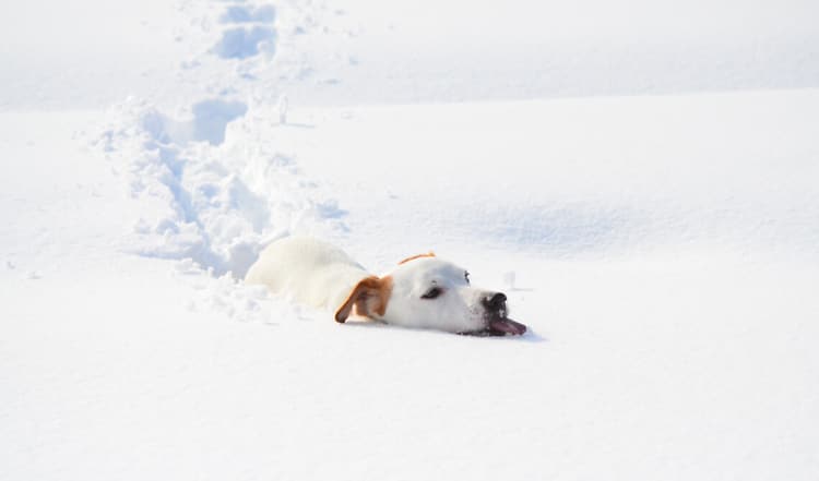 Wenn der erste Schnee fällt