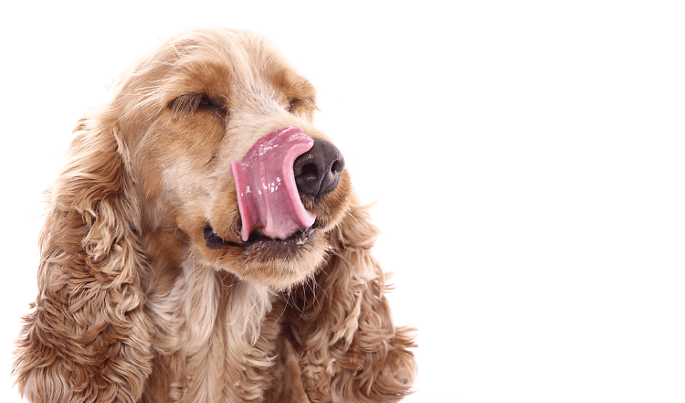 Dein Hund schmatzt und schleckt und wirkt dabei unglücklich oder verkrampft? Hat dein Hund Sodbrennen? Achte auf diese Anzeichen ob Dein Hund Sodbrennen hat.